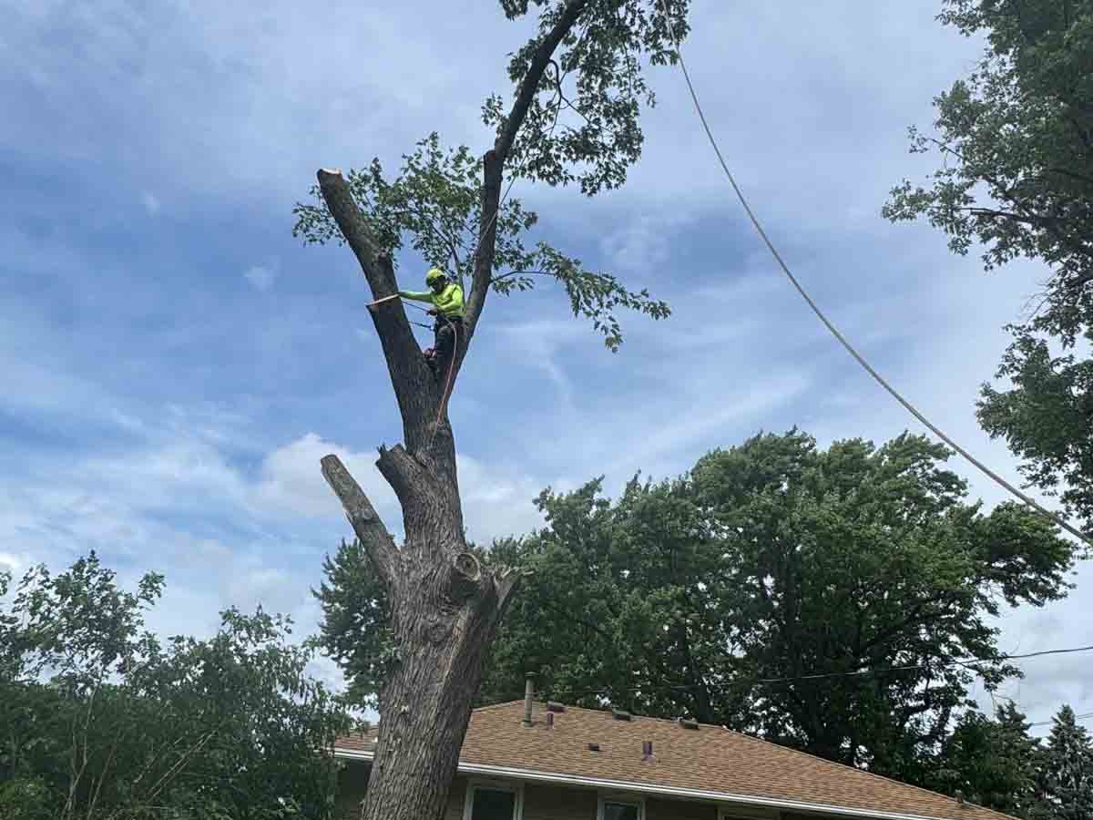Geo Tree Services
