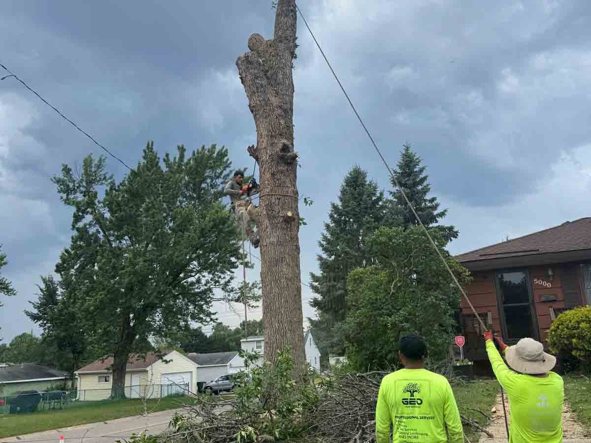 Geo Tree Services