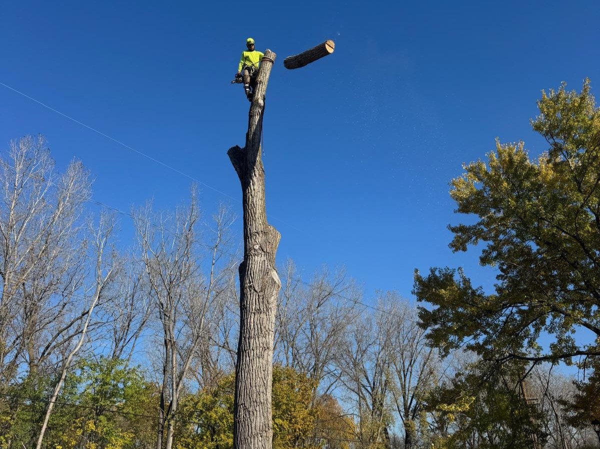 Geo Tree Services