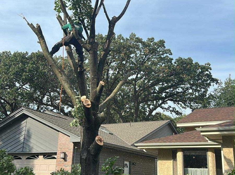 Geo Tree Services