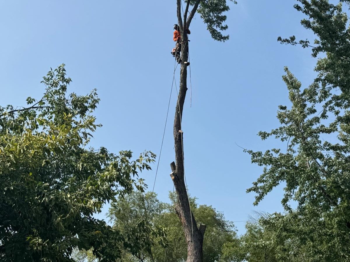 Geo Tree Services