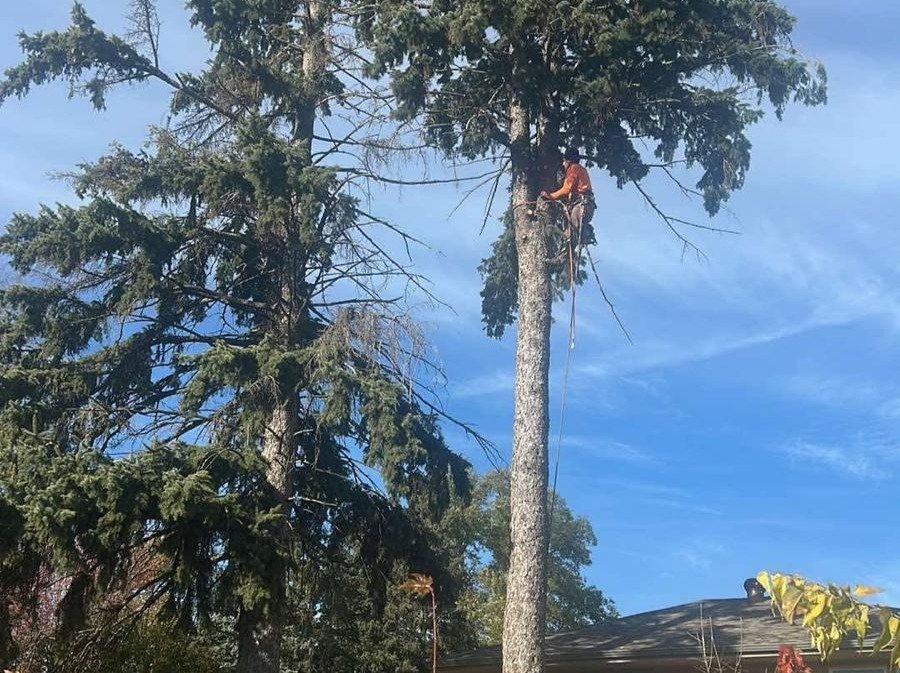 Geo Tree Services