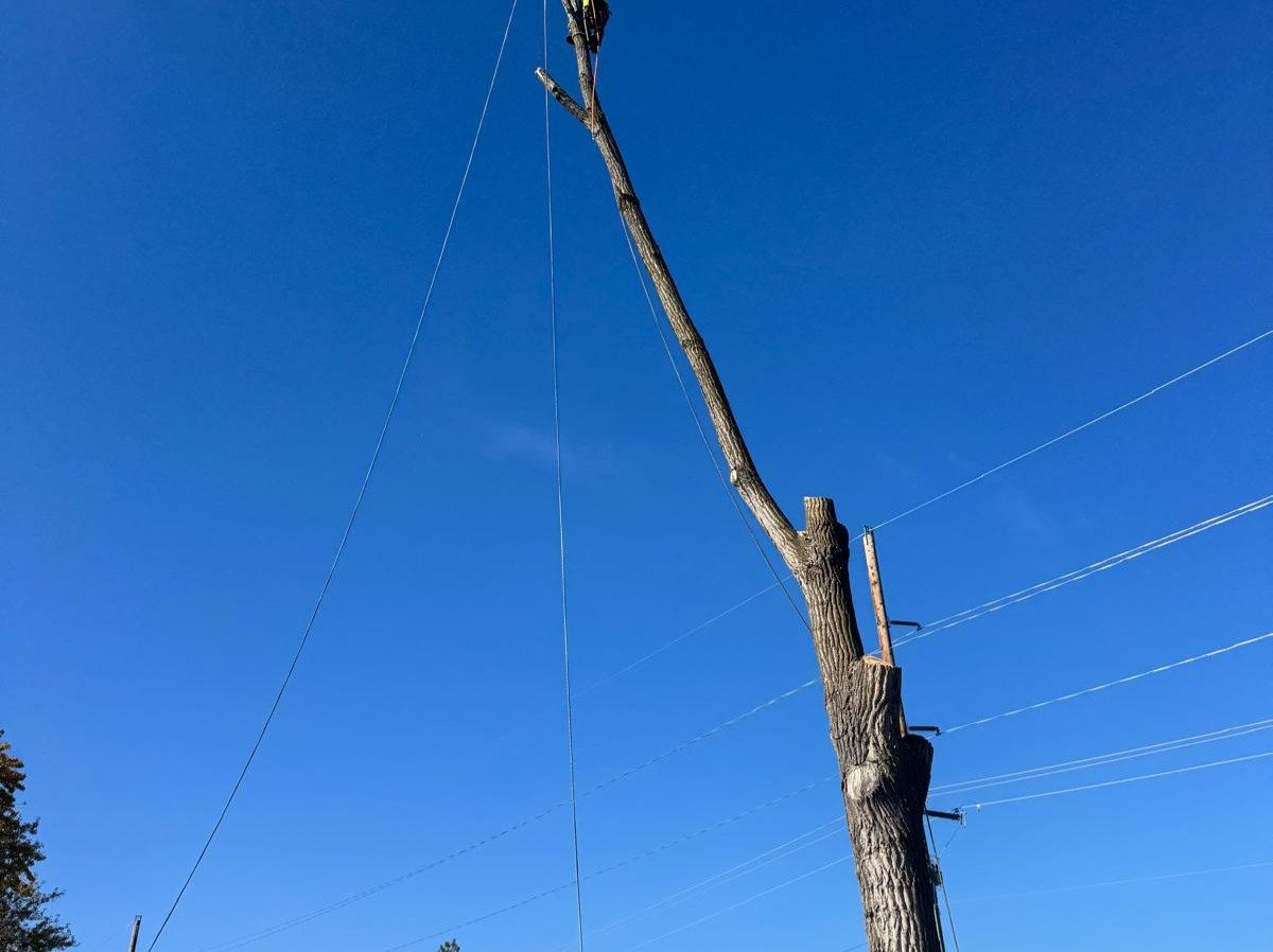 Geo Tree Services
