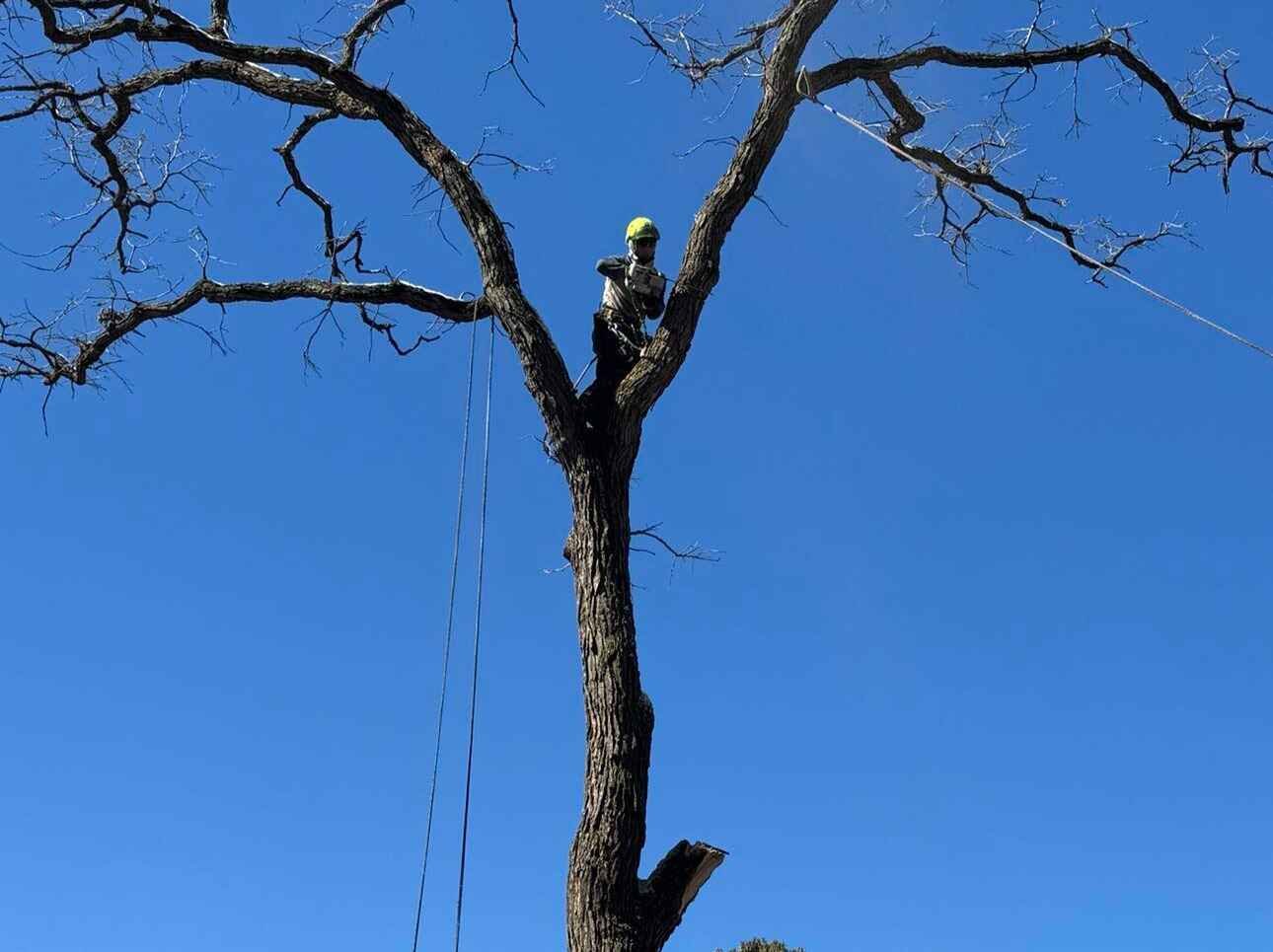 Geo Tree Services