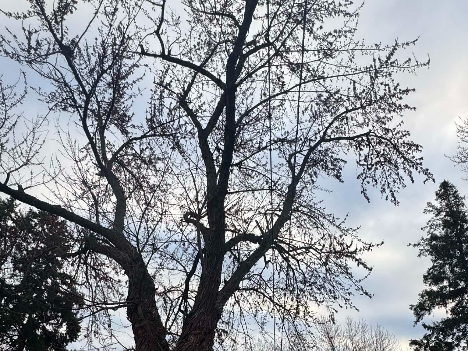 Geo Tree Services