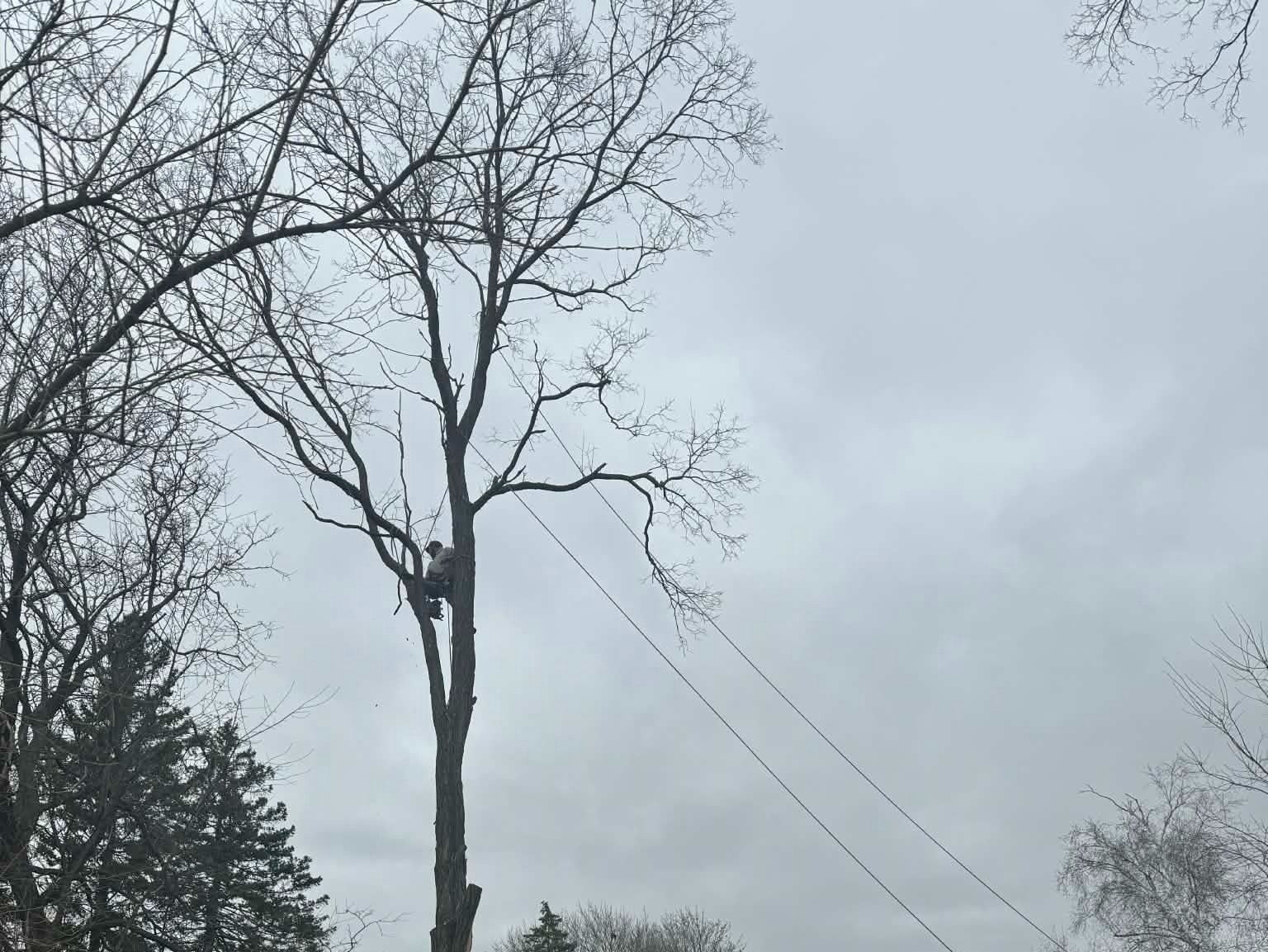 Geo Tree Services