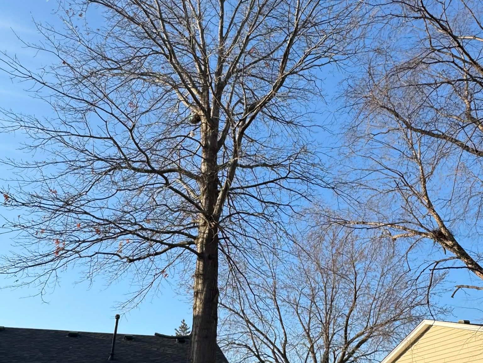 Geo Tree Services