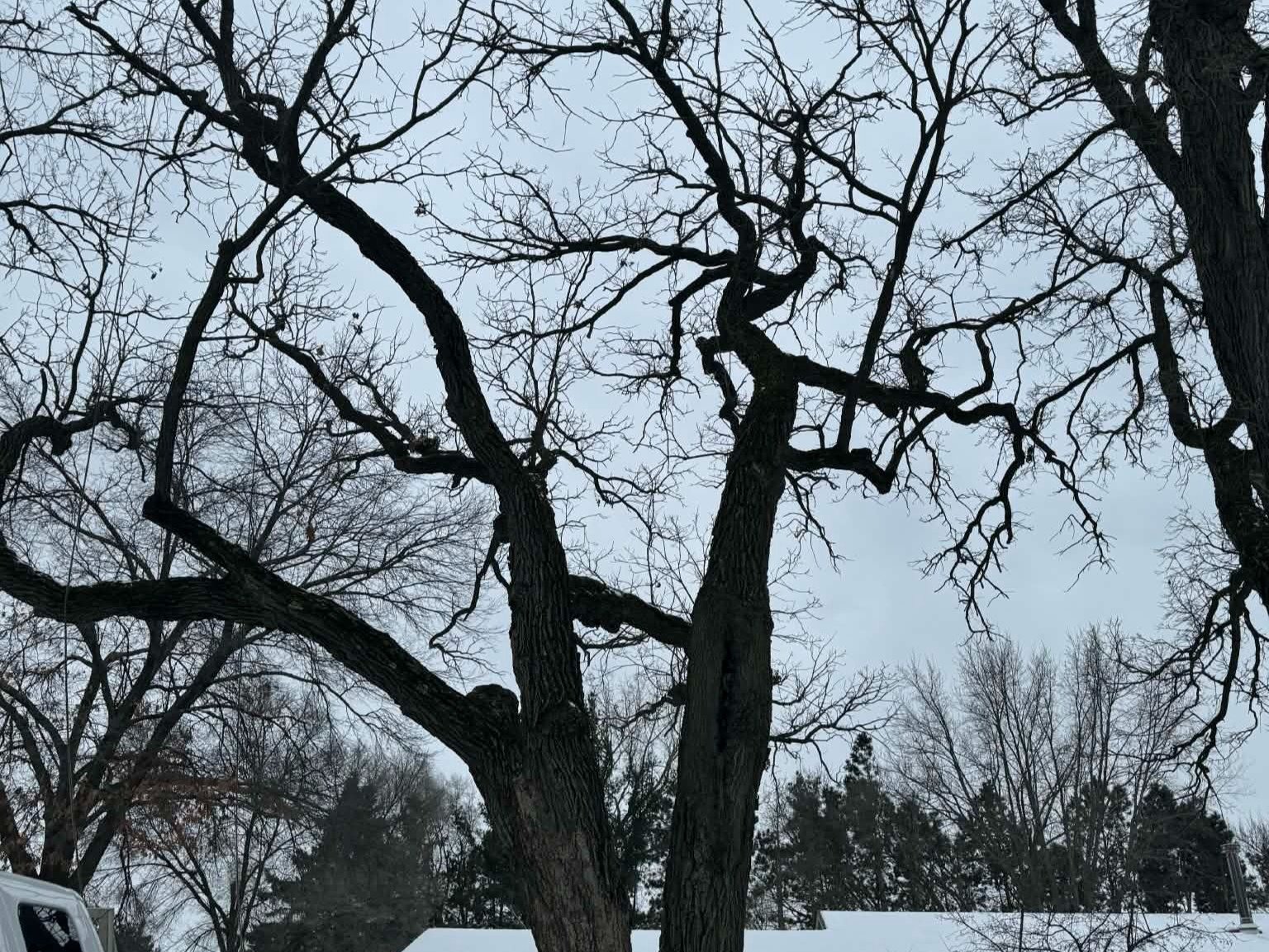 Geo Tree Services