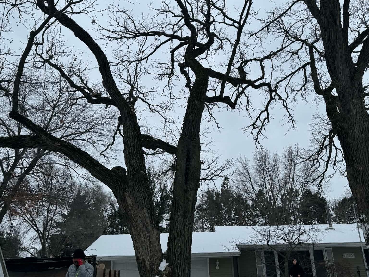Geo Tree Services