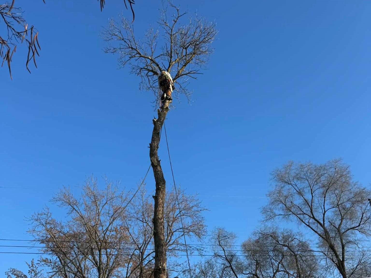 Geo Tree Services