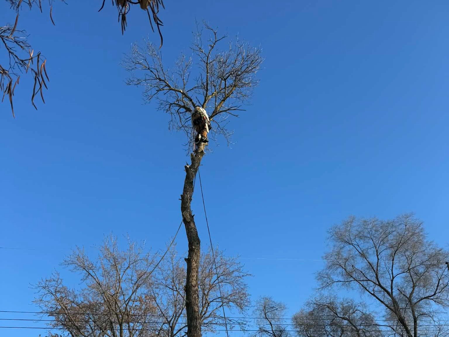 Geo Tree Services