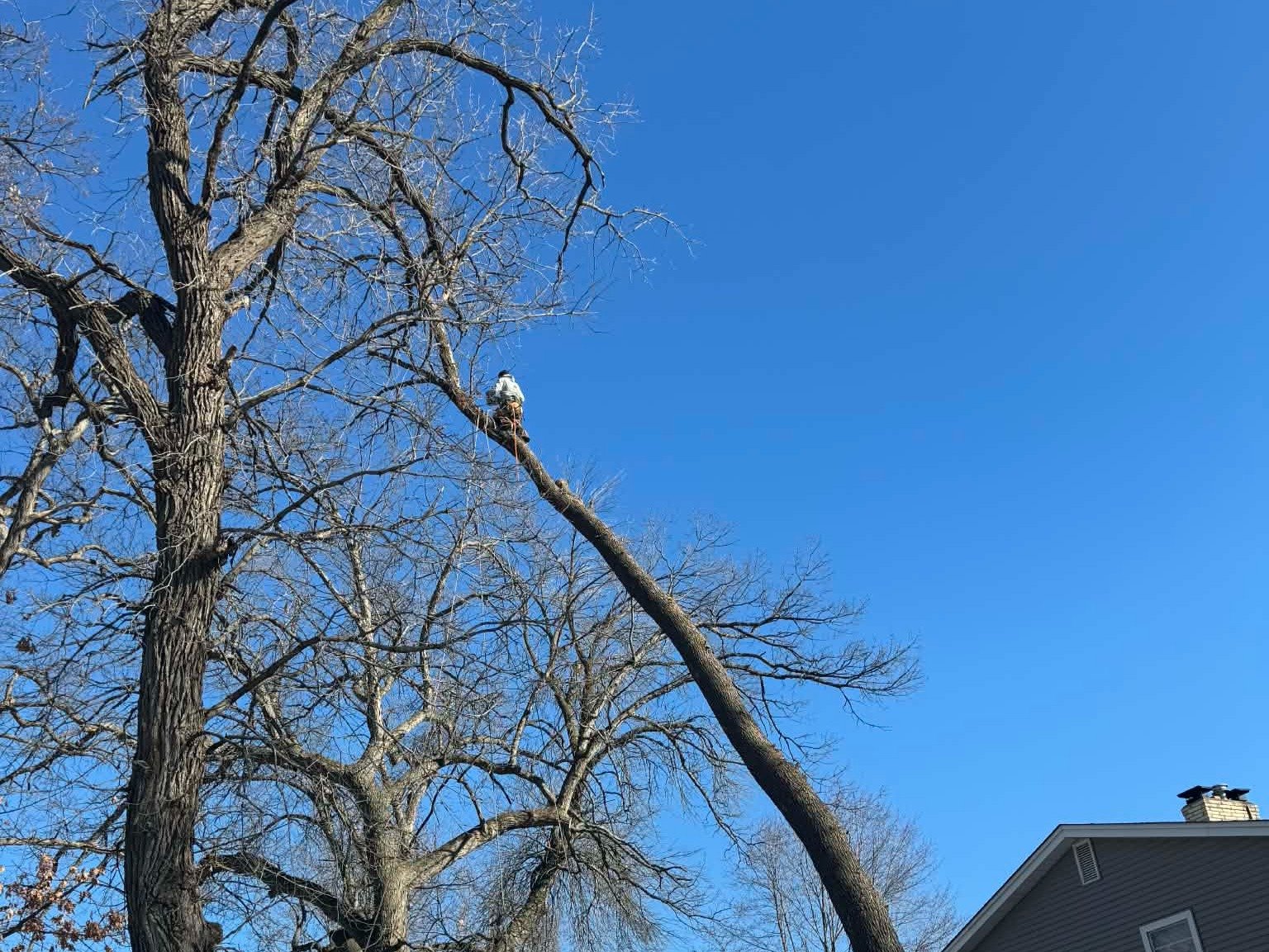 Geo Tree Services