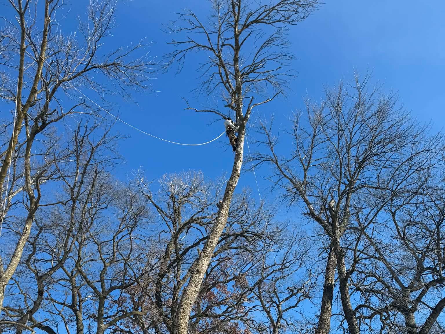 Geo Tree Services