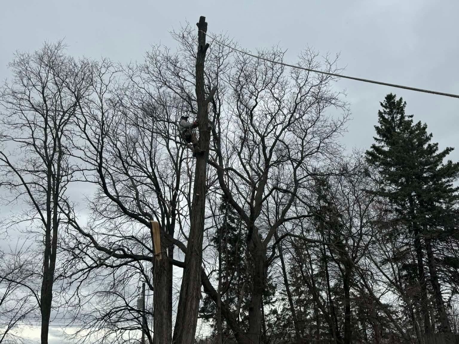 Geo Tree Services
