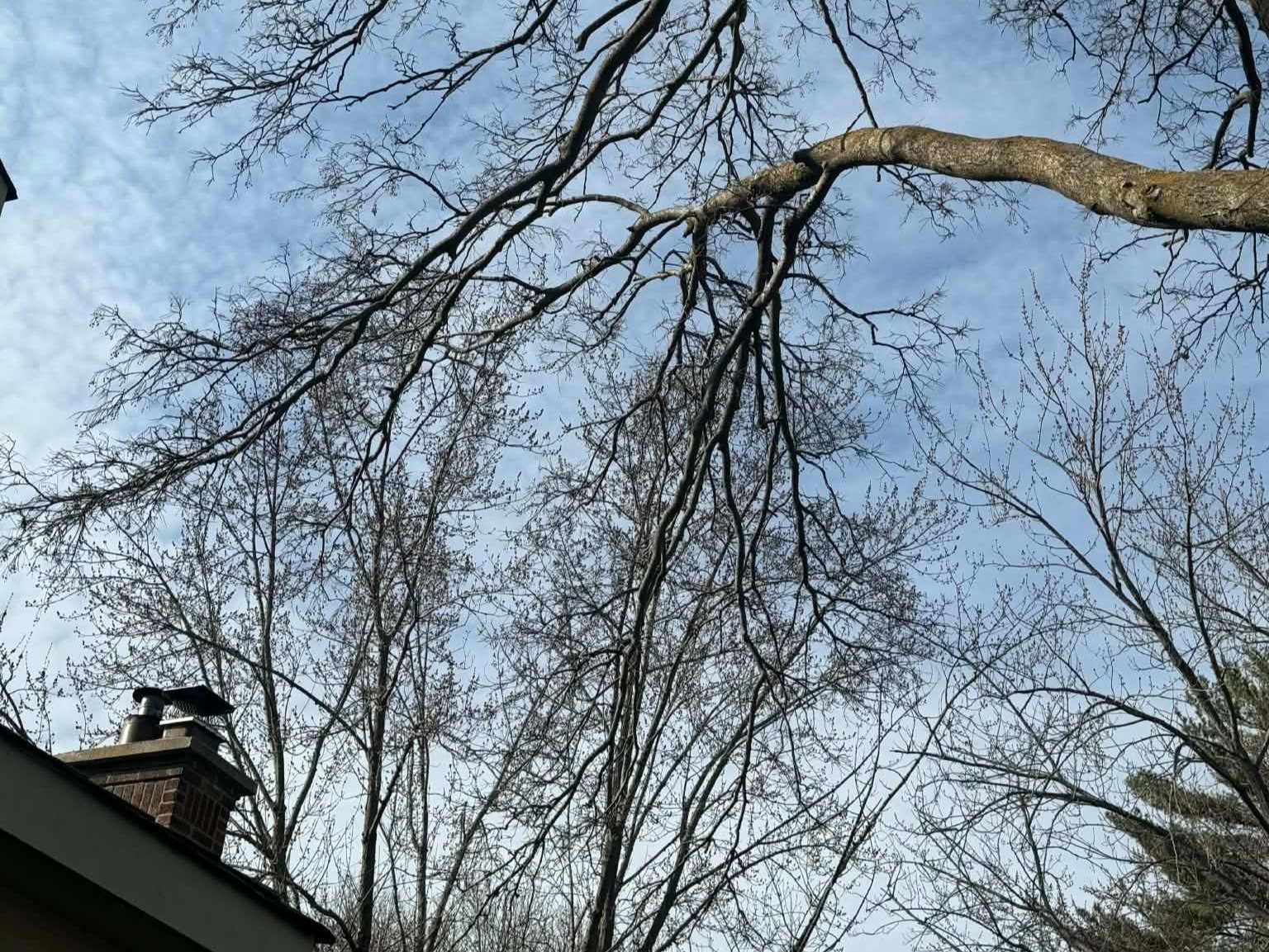 Geo Tree Services