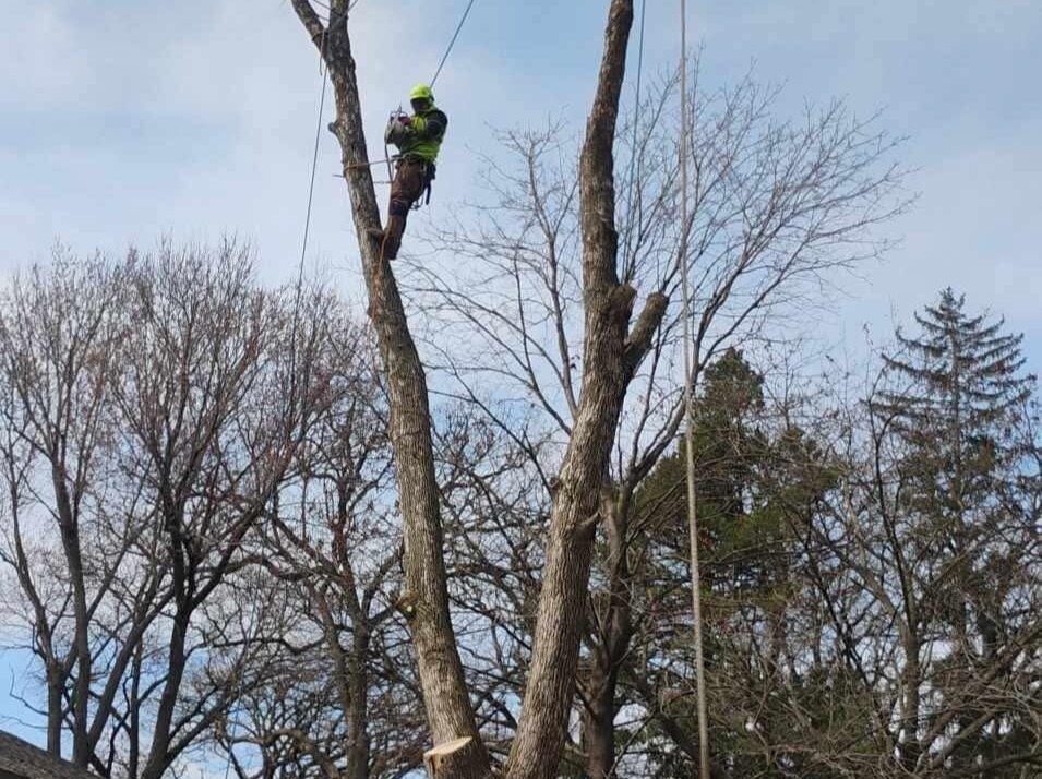 Geo Tree Services