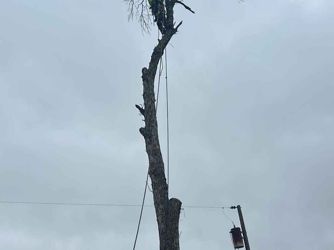 Geo Tree Services