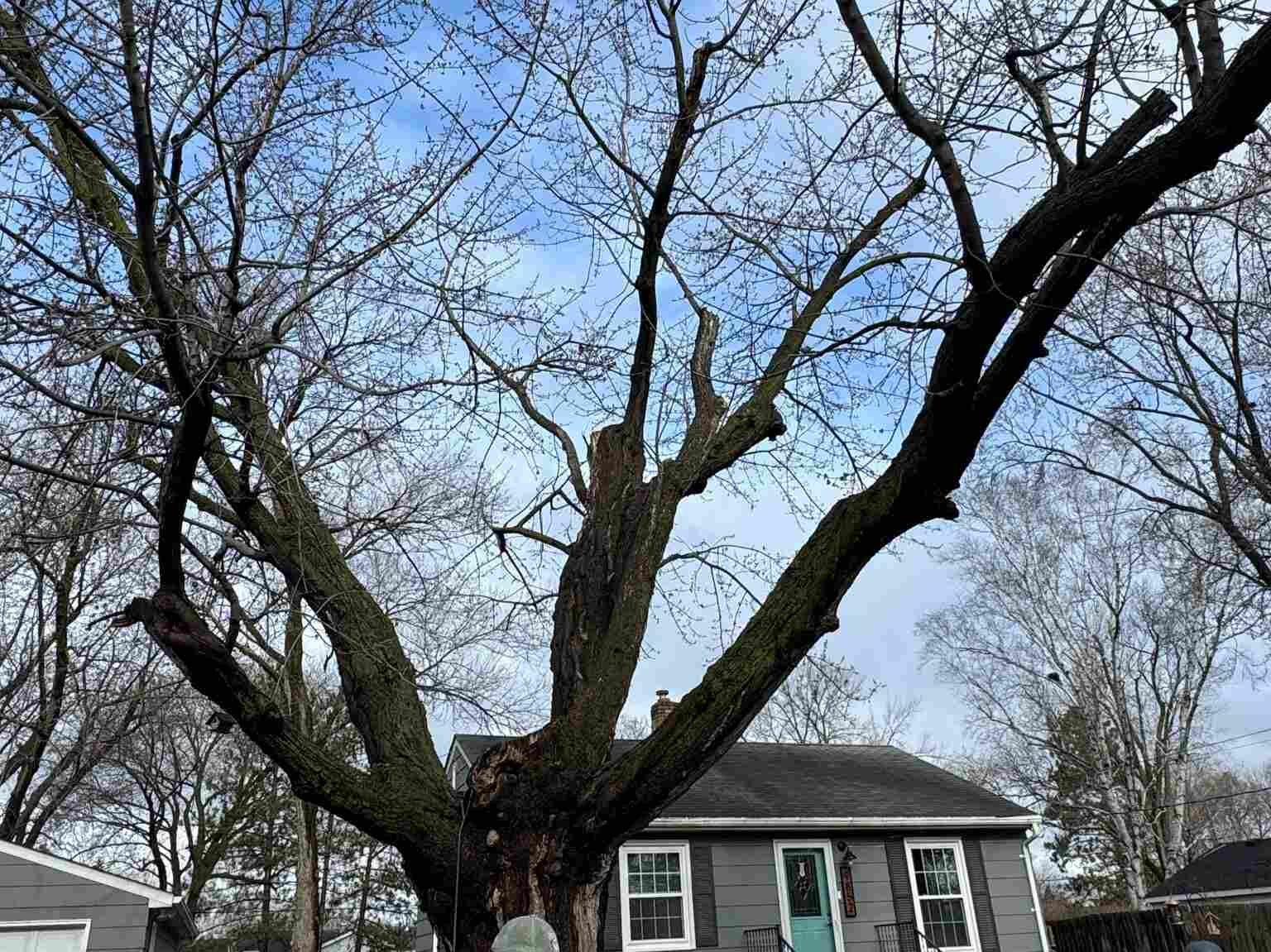 Geo Tree Services
