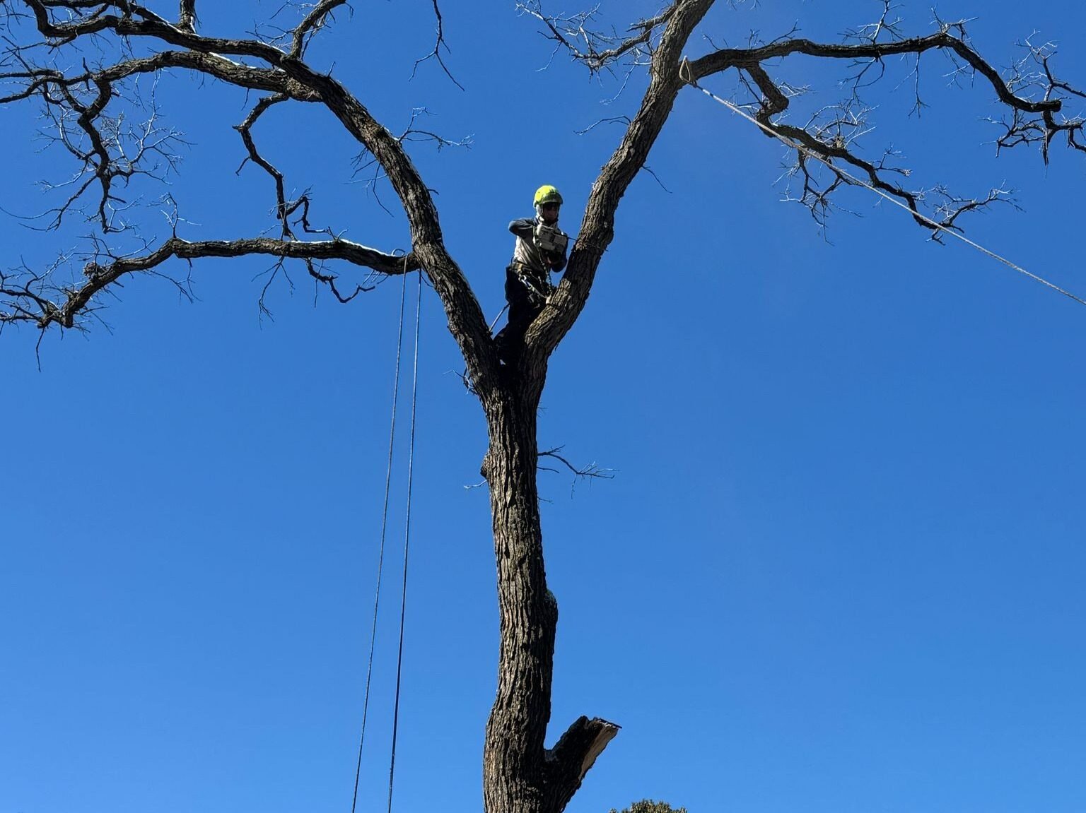Geo Tree Services