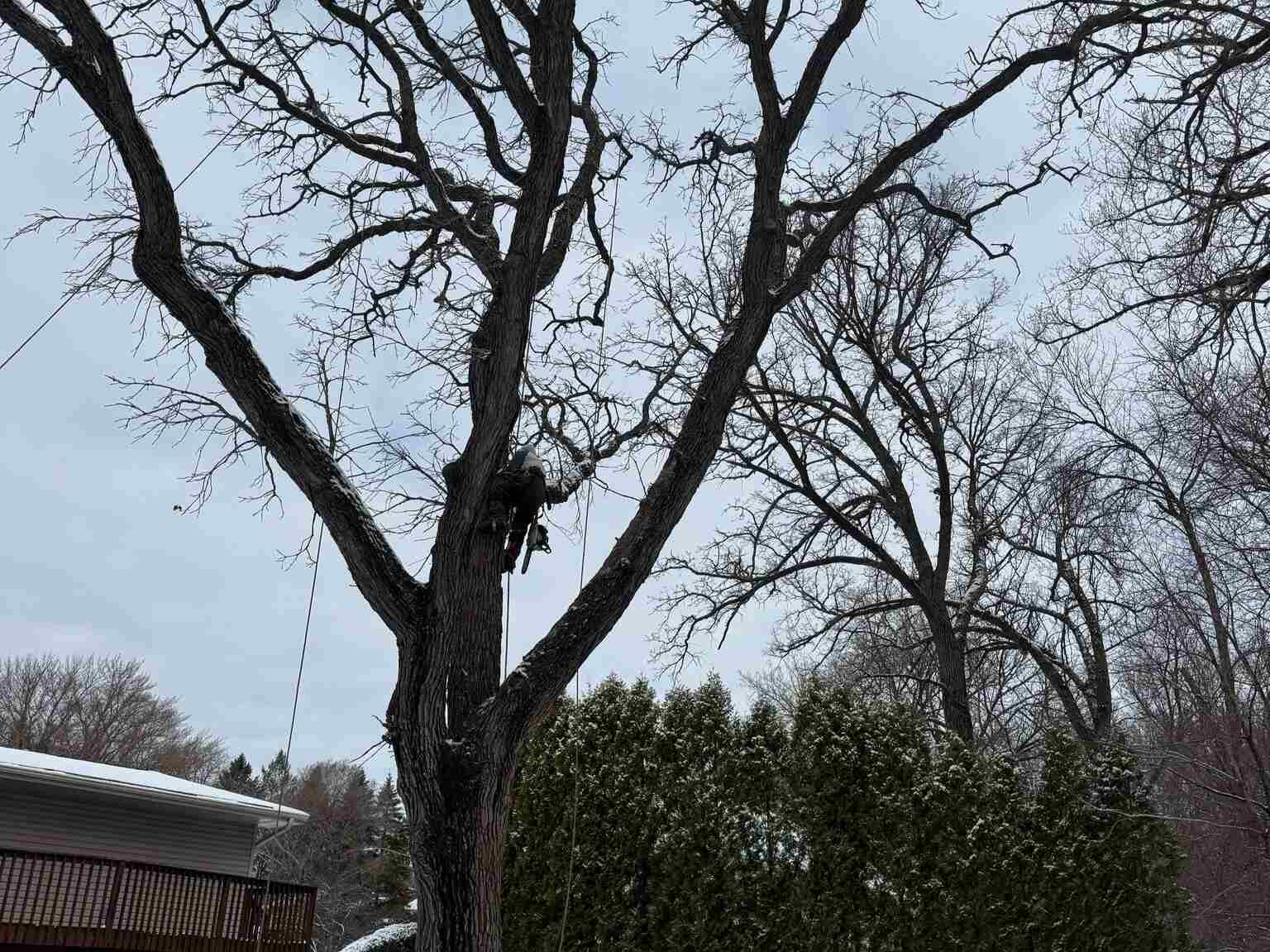 Geo Tree Services