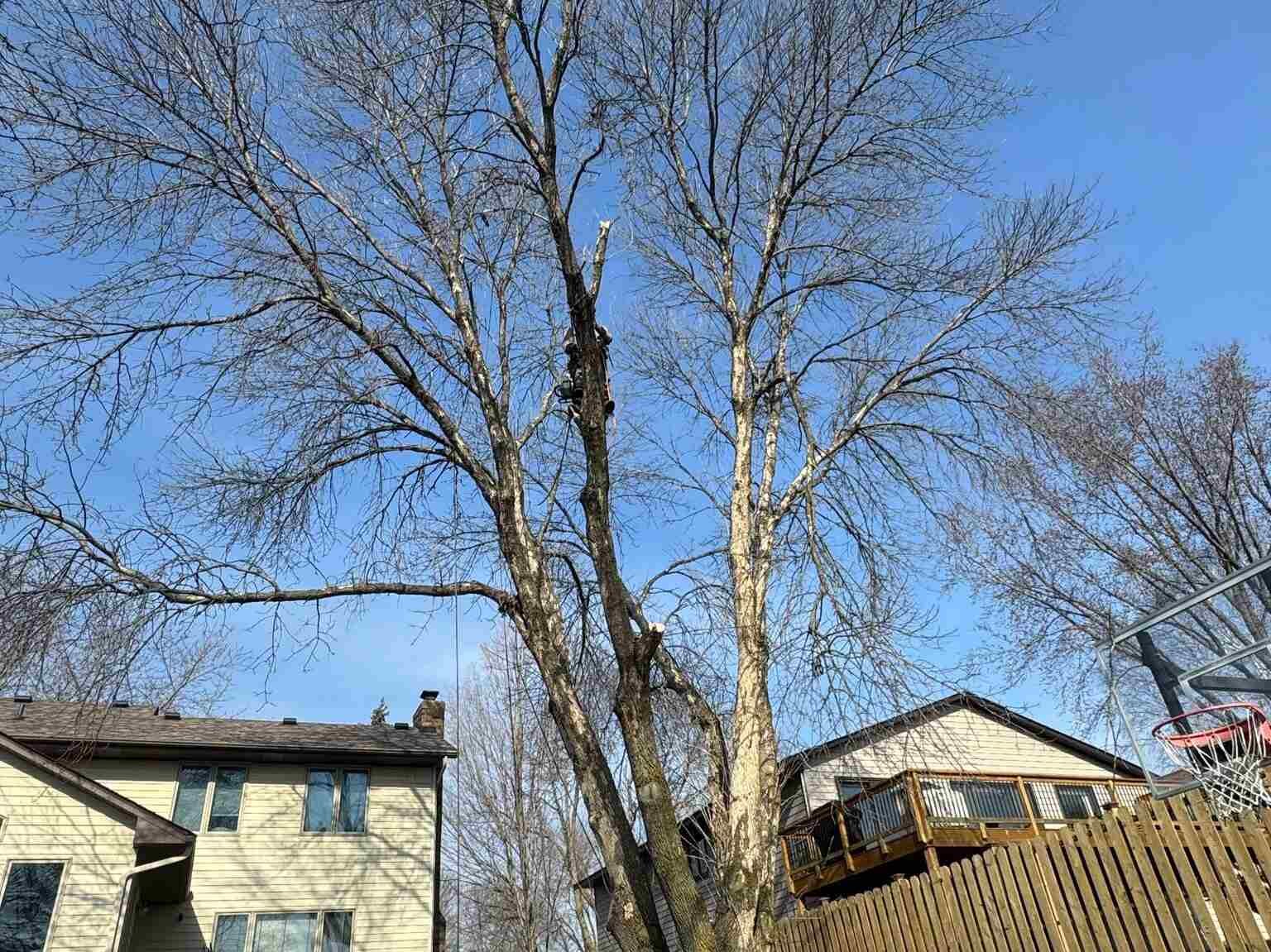 Geo Tree Services