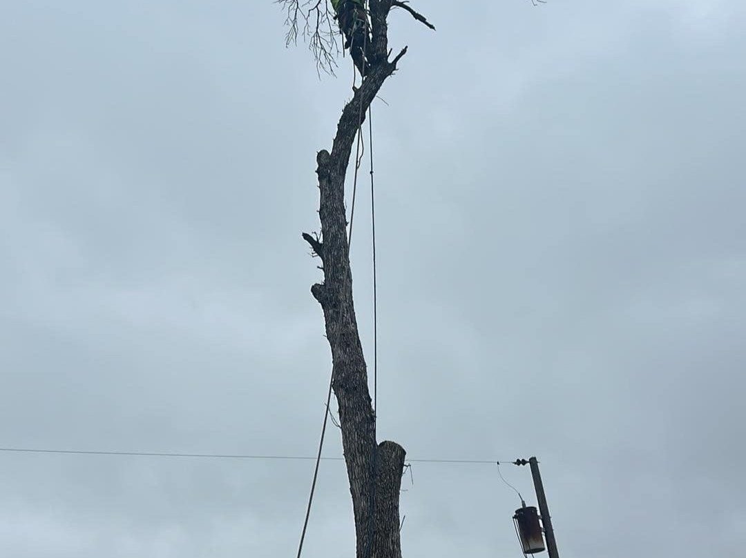 Geo Tree Services