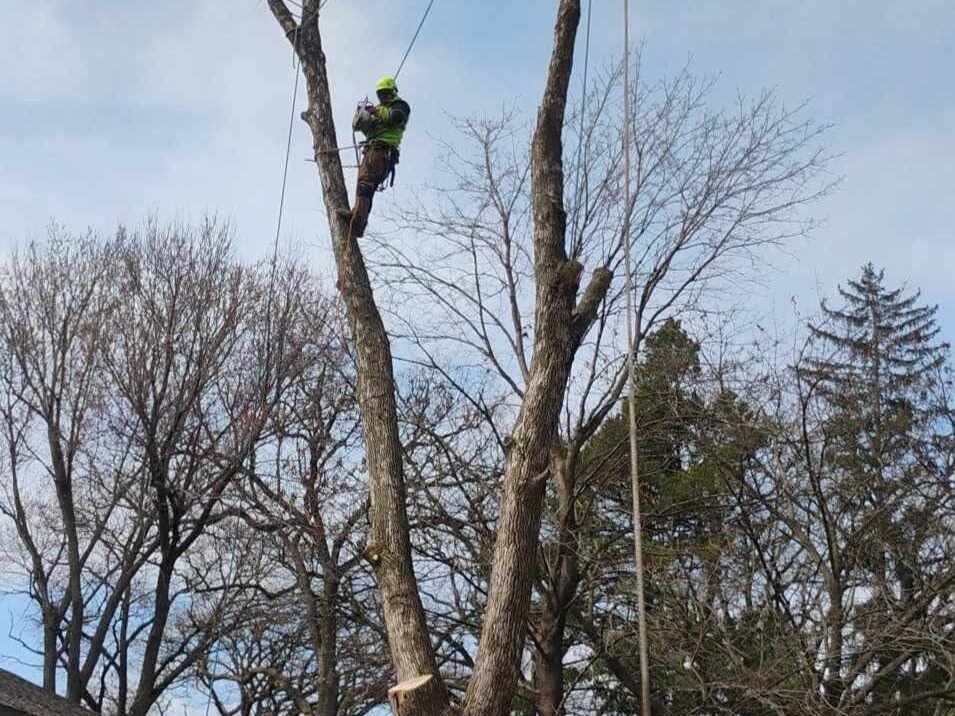 Geo Tree Services