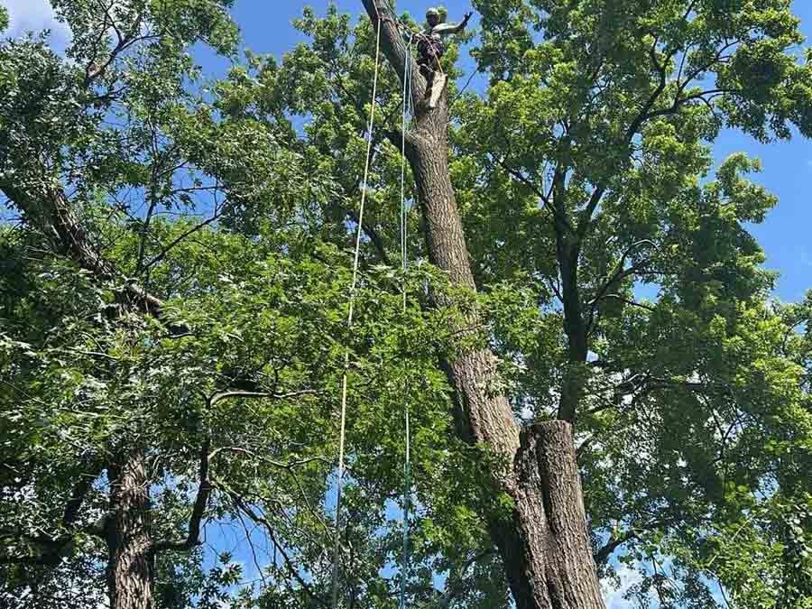 Geo Tree Services