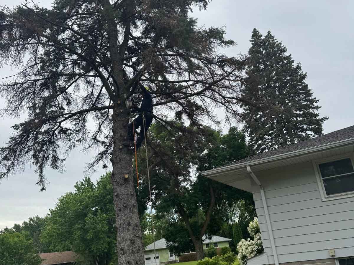 Geo Tree Services