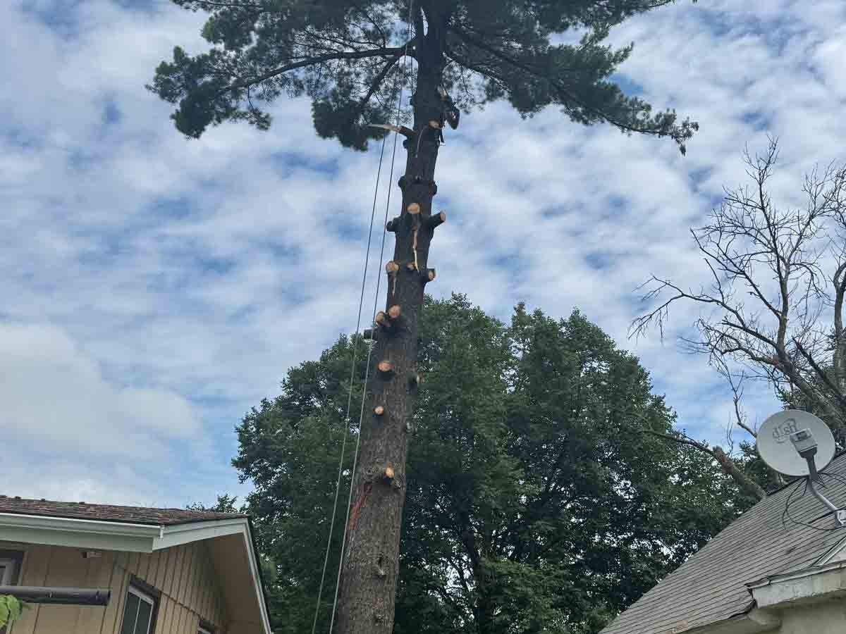 Geo Tree Services