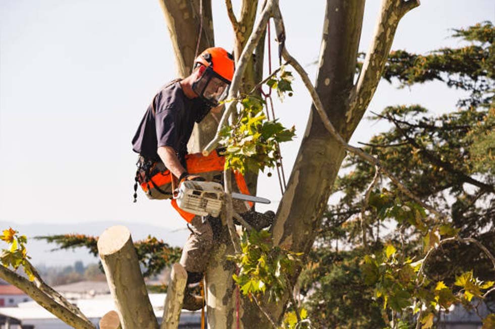 Geo Tree Services