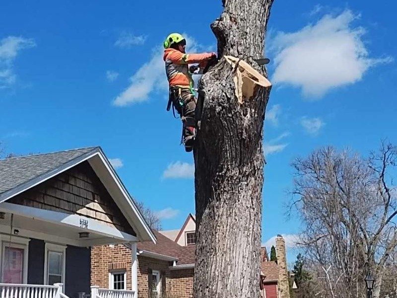 Geo Tree Services