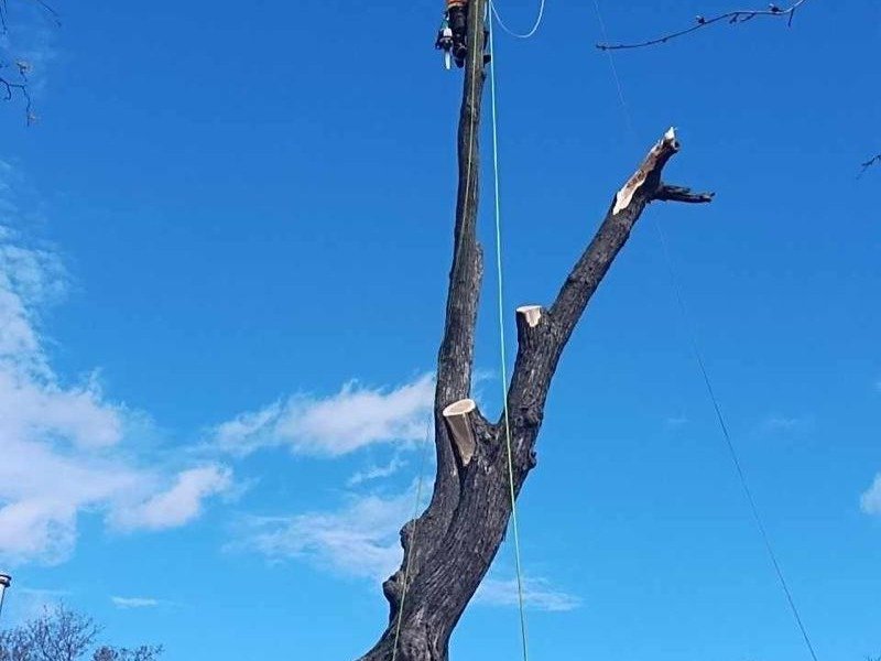 Geo Tree Services