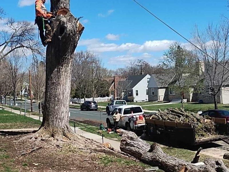 Geo Tree Services